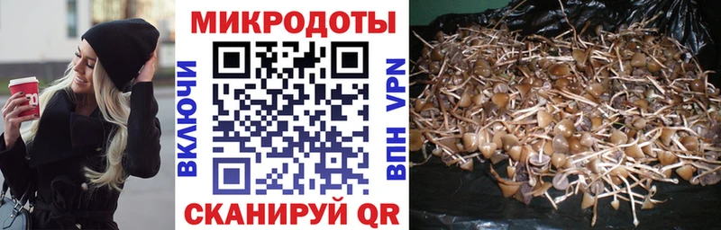 Псилоцибиновые грибы Psilocybe Биробиджан
